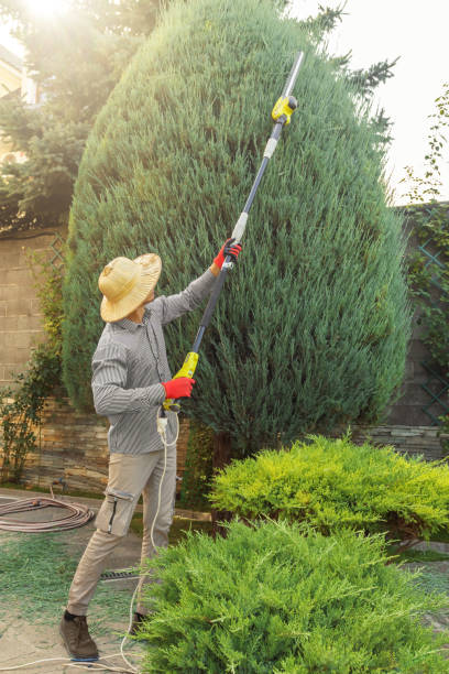 Professional Tree Removal in Eupora, MS